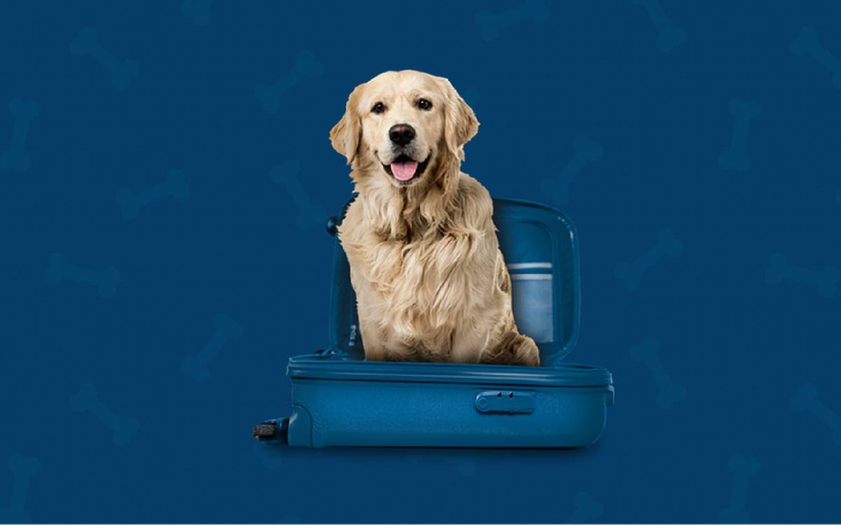 Somos pet friendly Hotel ILUNION Romareda Zaragoza Somos pet friendly Hotel ILUNION Romareda Zaragoza