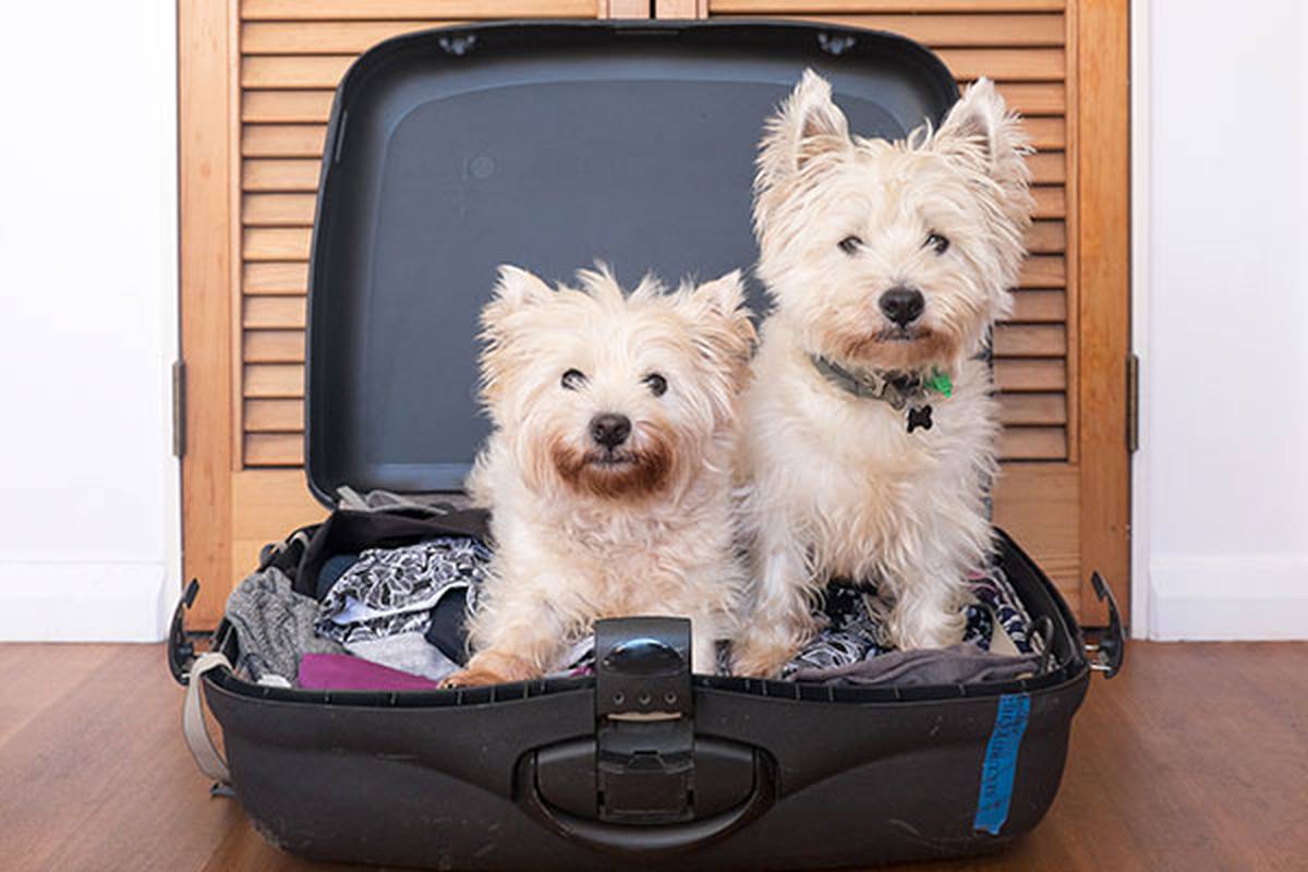 2. informarnos de tu mascota Hotel ILUNION Romareda Zaragoza