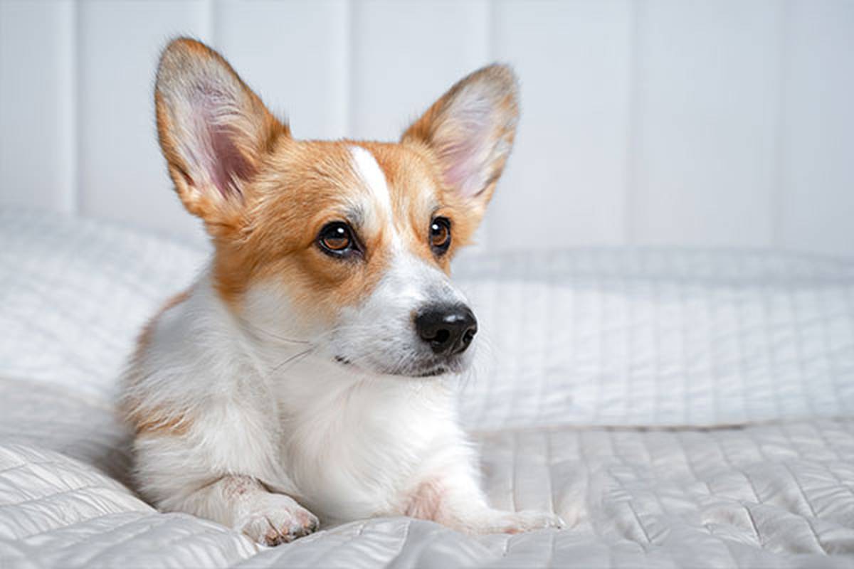 1. selecciona una habitación pet friendly Hotel ILUNION Romareda Zaragoza